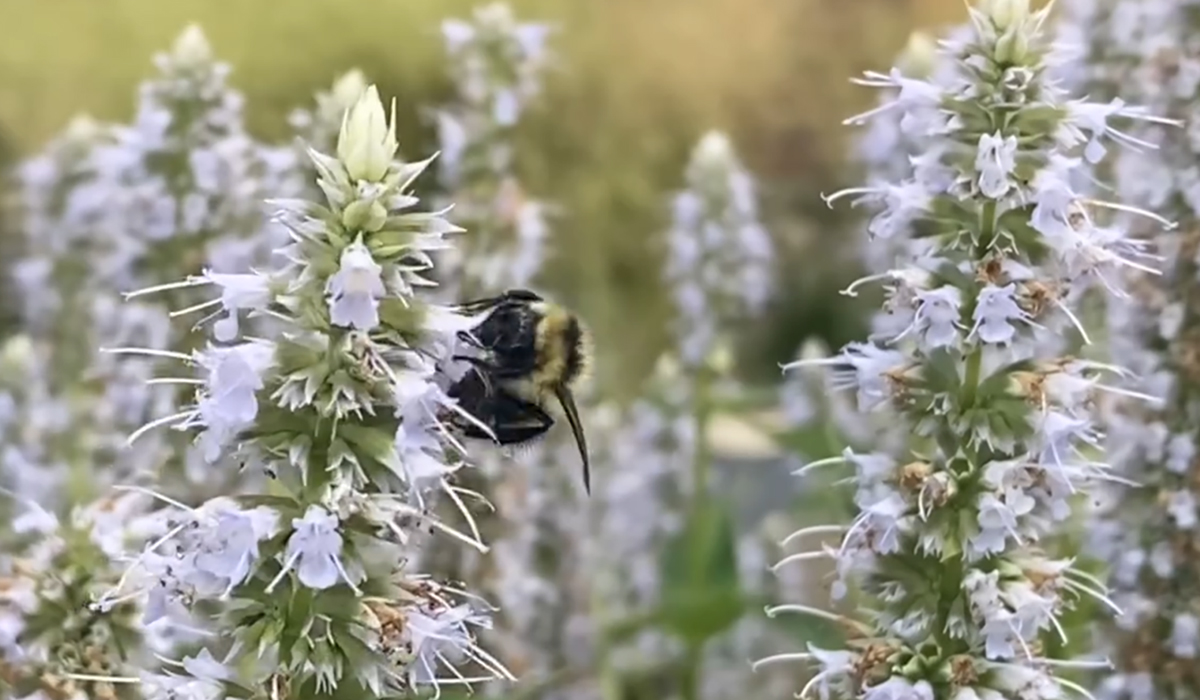 Fotografía de flores de hierba gatera moradas con un abejorro.