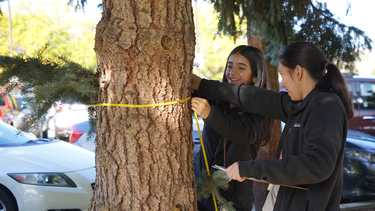 Dos estudiantes miden el tronco de un árbol.