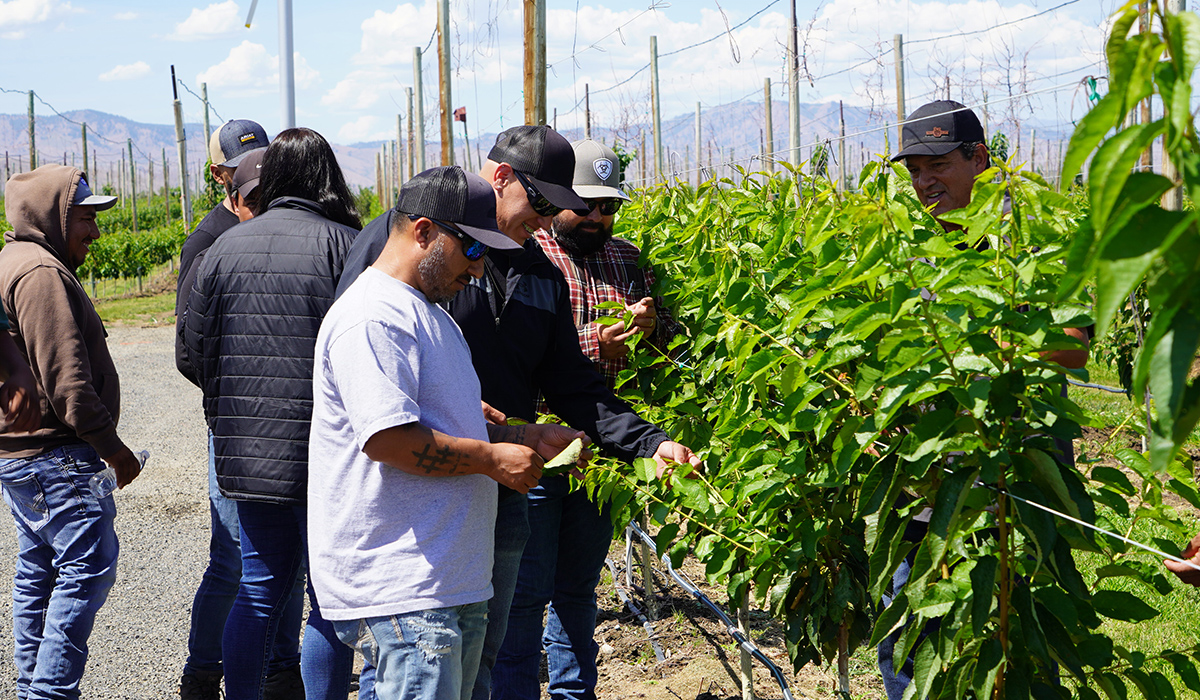 Los alumnos del programa HOEEP del WVC se reúnen alrededor de una planta en un cultivo para estudiar las hojas.