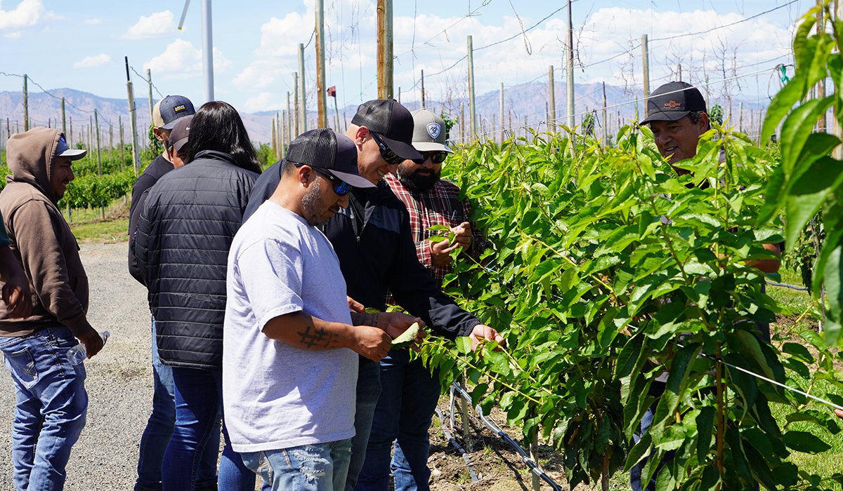 Los estudiantes de agricultura del WVC estudian cultivos.