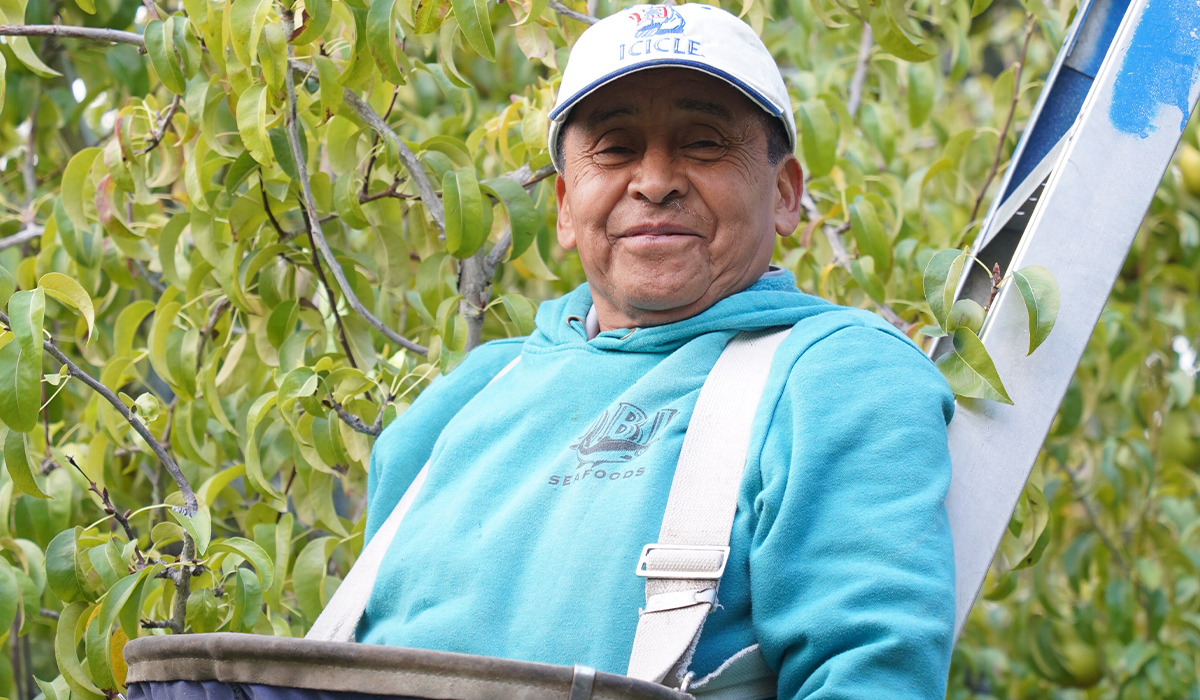 Un Agricultura está subido a una escalera en un huerto y sonríe a la cámara.