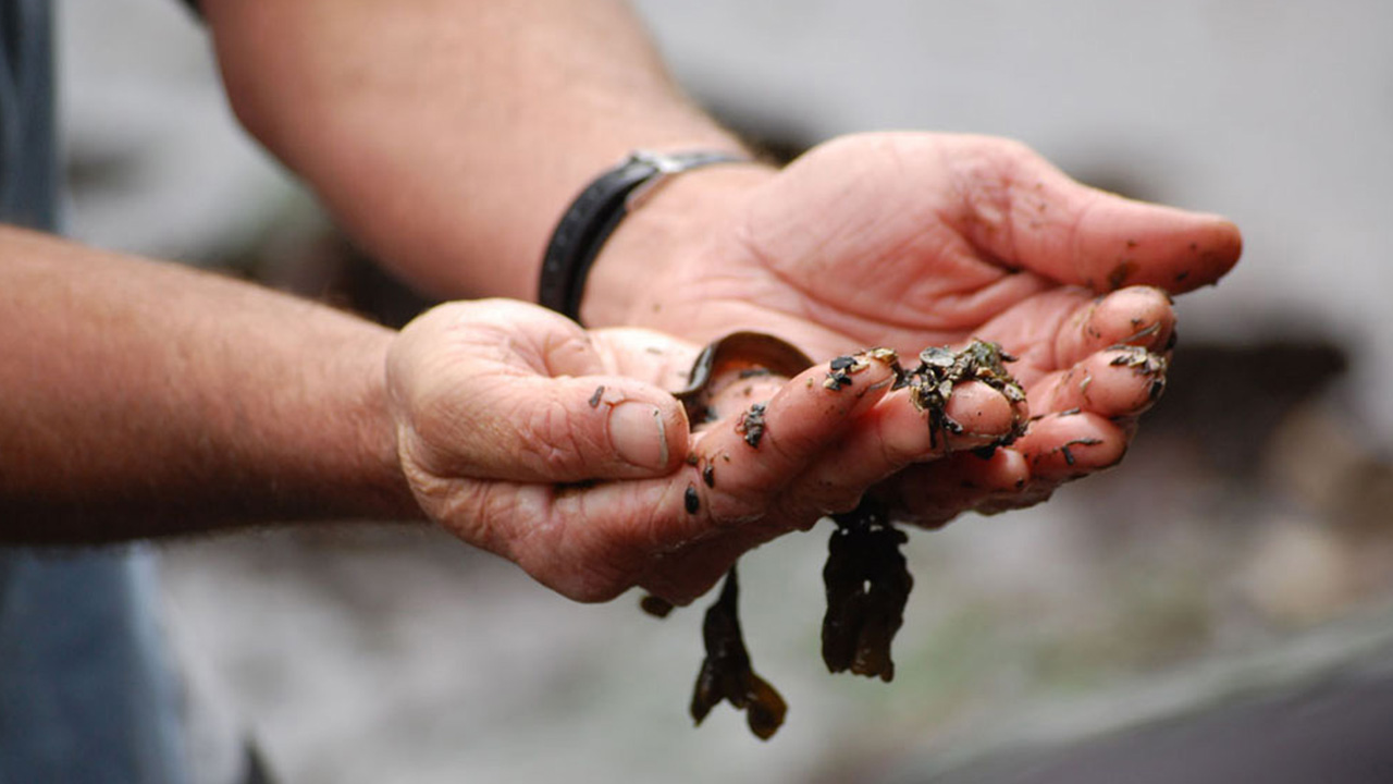 Un par de manos recogen unas algas.