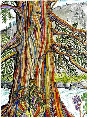 La obra de Heather Wallis Murphy titulada «Stripey: Western Red Cedar». La obra es propiedad de Heather Wallis Murphy.